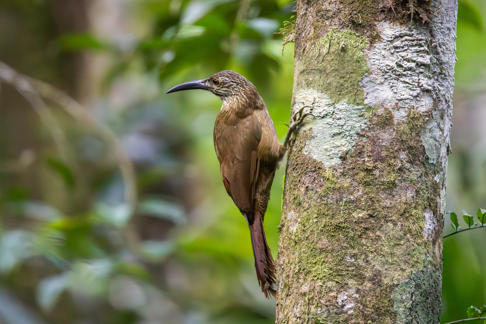 image White-throated Woodcreeper
